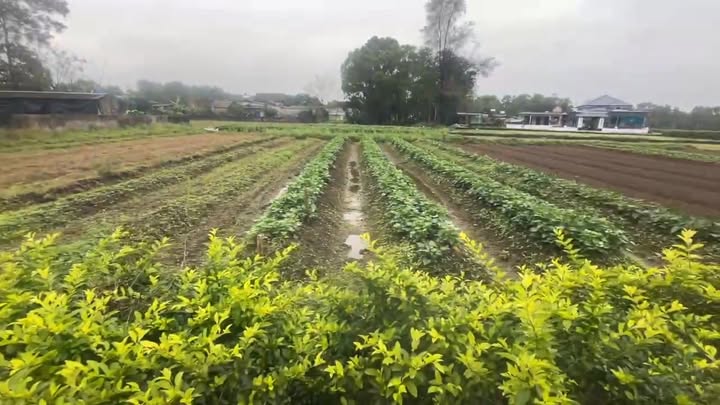 Đất nền Thạch Trị Hà Tĩnh 300m² giá 1.2 tỷ - Cơ hội đầu tư tốt!