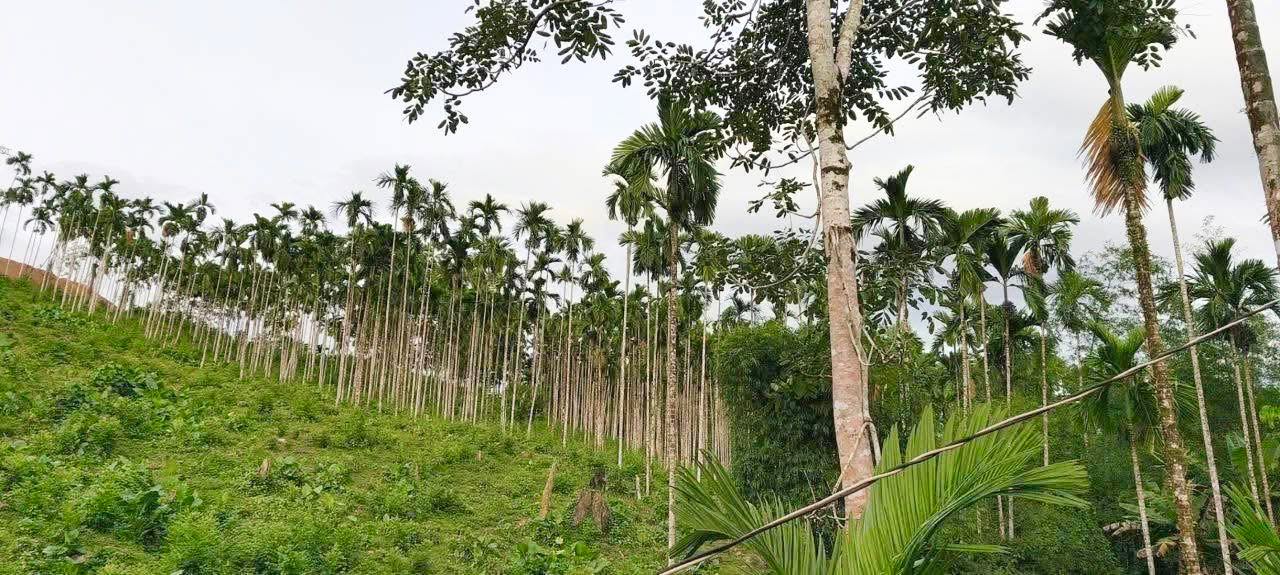 Đất nền Di Lăng, Sơn Hà 11.000m² giá 500 triệu - Cơ hội đầu tư tuyệt vời!