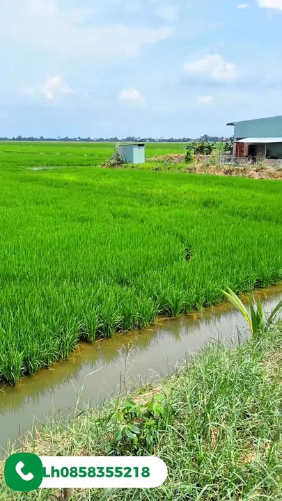 Đất thổ cư 630m² xã Bình Hòa, Long An - Giá chỉ 160 triệu!