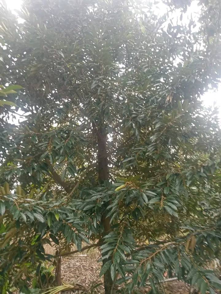 Đất sầu riêng 2000m² xã Tân Phong, Cai Lậy - Giá chỉ 1.15 tỷ VND!