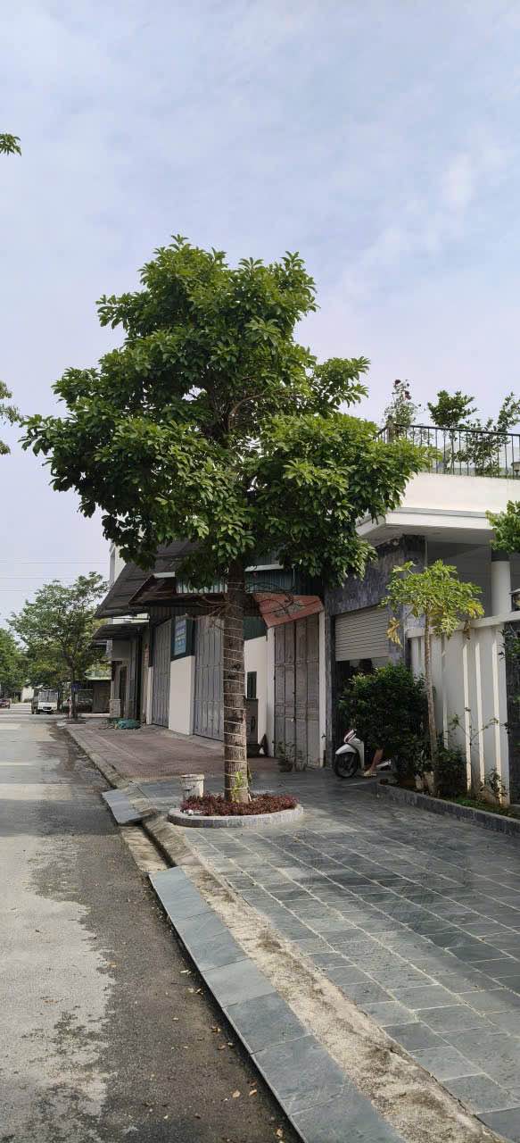 Đất nền Đồng Kỵ, Từ Sơn 115,8m² - Sổ hồng chính chủ, vị trí đẹp