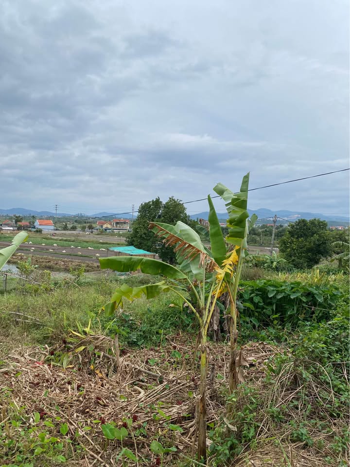 Đất nền Lê Lợi Hạ Long 800m² giá 2.5 tỷ - Đầu tư lâu dài lý tưởng!