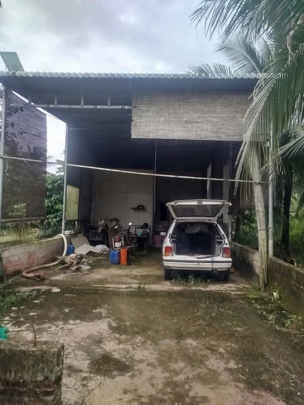 Đất vườn dừa Lương Hòa, Giồng Trôm 10.000m² giá chỉ 400 triệu - Đầu tư sinh lời ngay!