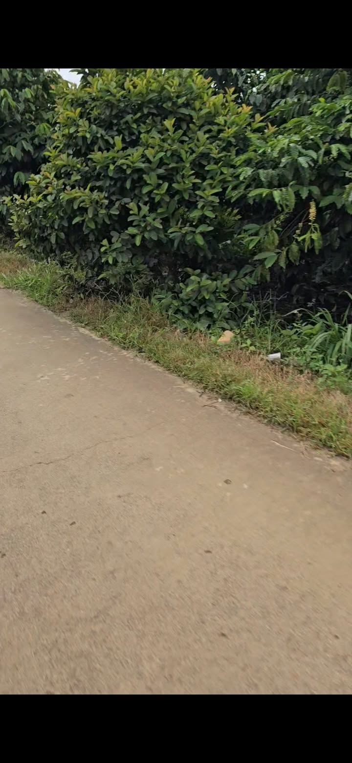 Đất nền An Phước Lâm Hà 1200m² giá 6.912 tỷ - Sổ đỏ chính chủ!