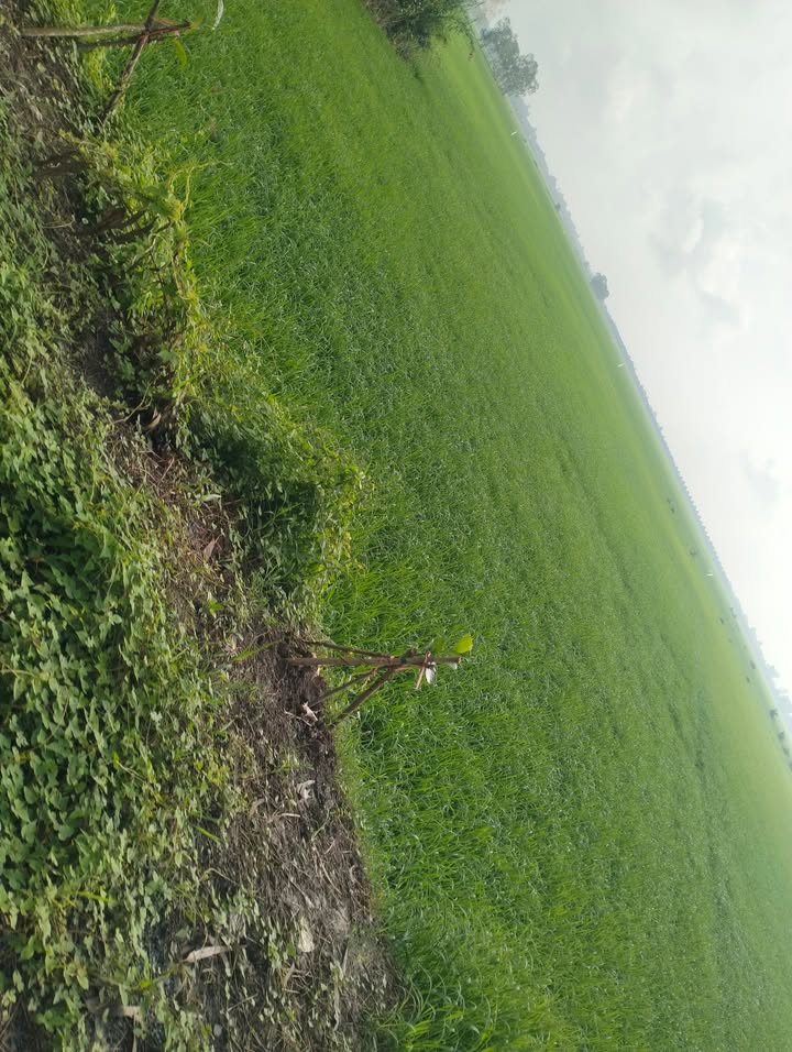 Đất thổ cư 12,000m² tại ấp 6, xã Phương Thịnh, giá chỉ 2.5 tỷ - Phù hợp làm nhà nghỉ dưỡng!