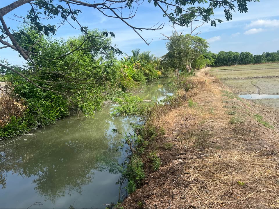 Đất nông nghiệp 10.000m² xã Bình Hàng Trung, giá chỉ 165 triệu - Cơ hội đầu tư hấp dẫn!