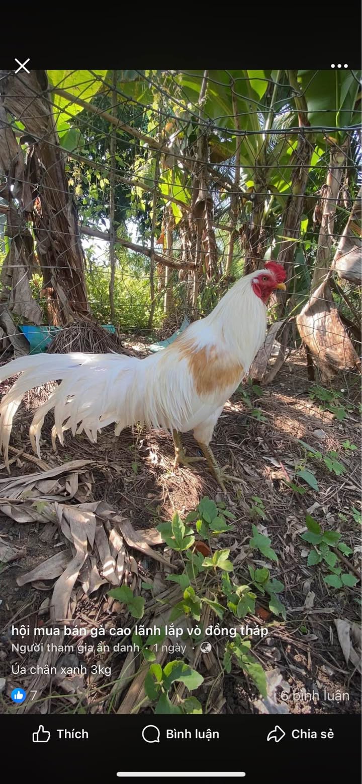 Đất vườn 3000m² Tân Thuận Tây giá 1 tỷ - Cơ hội đầu tư hấp dẫn!