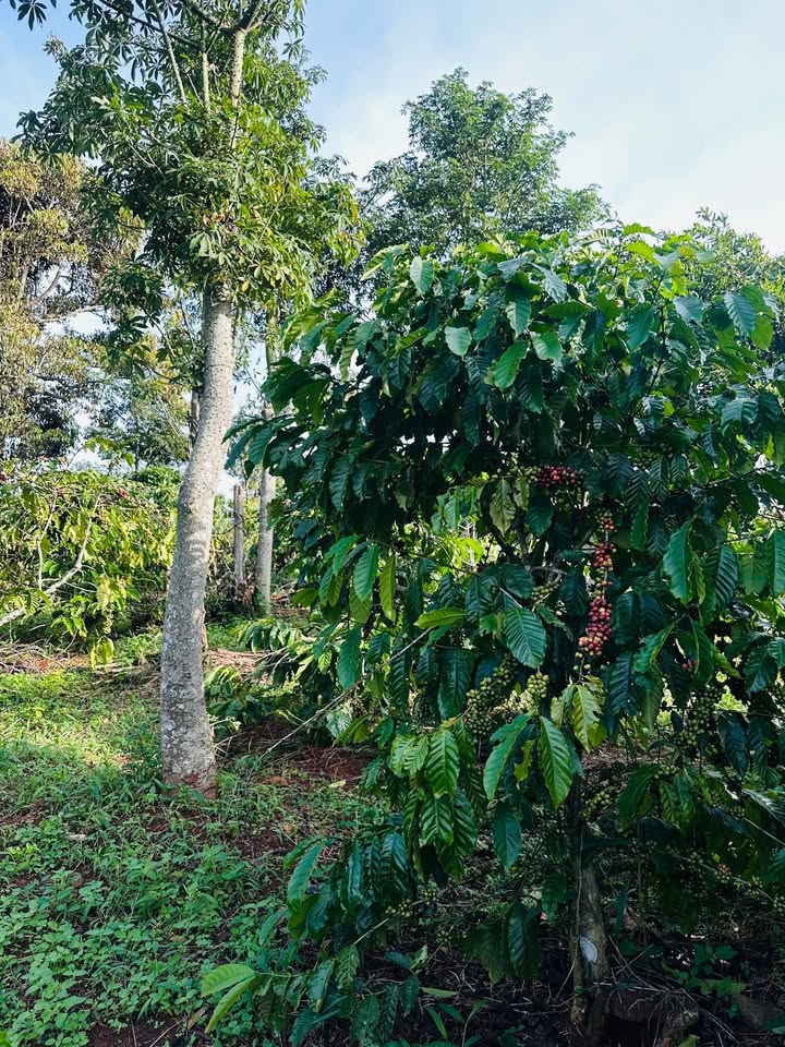 Đất vườn 500m² tại Phường Buôn Hồ, Đắk Lắk - Giá 155 triệu, cơ hội đầu tư tuyệt vời!