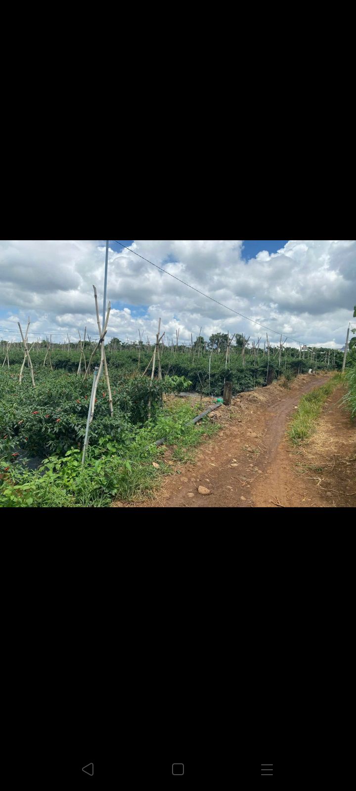 Đất nền Tân Hội, Đức Trọng 4000m² giá 800 triệu - Cơ hội đầu tư sinh lời!