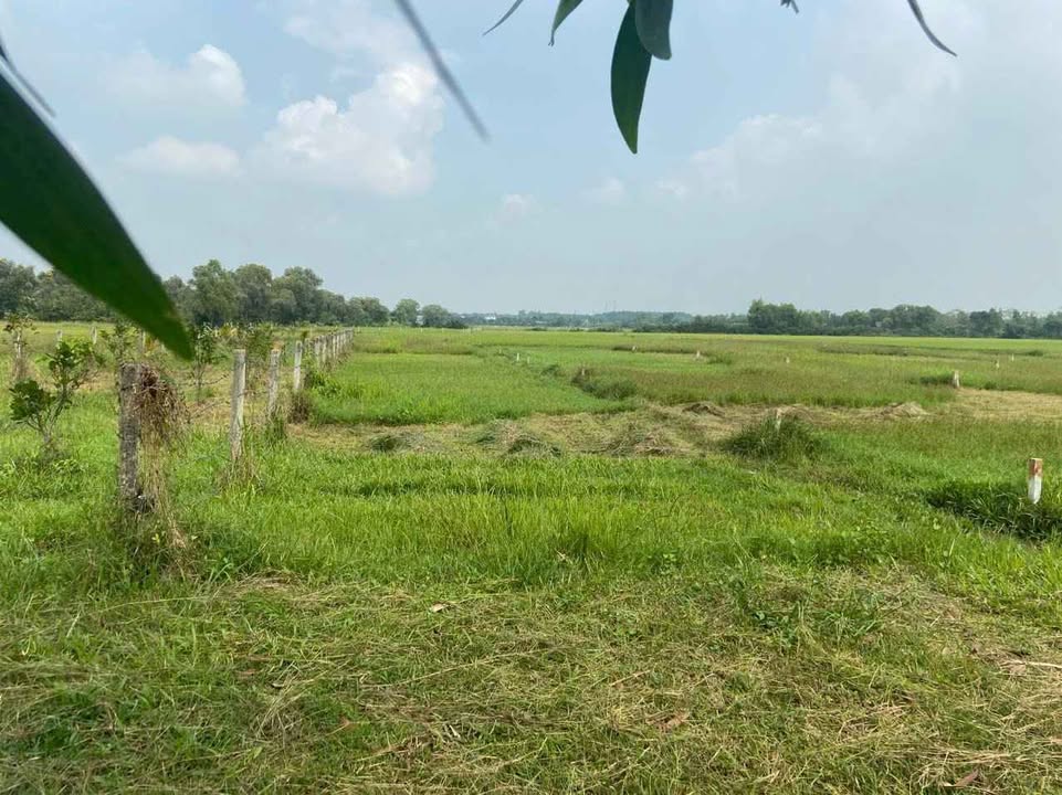 Đất mặt tiền Vành Đai 4, Củ Chi 500m² - Đầu tư sinh lời ngay!