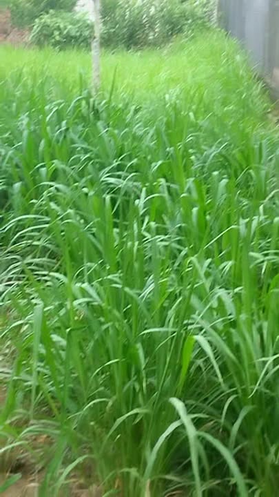 Đất nền Hương Sơn 330m² gần chợ Rạp Sơn - Đặc điểm đẹp, pháp lý rõ ràng!