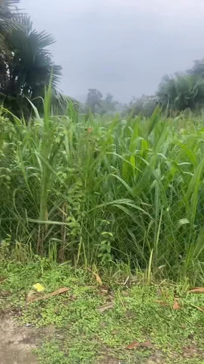 Đất nền Hương Sơn 600m² giá thỏa thuận - Cơ hội đầu tư hấp dẫn!