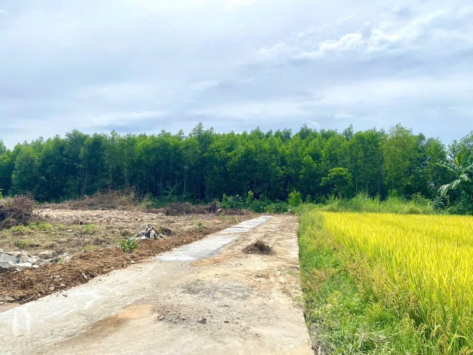 Đất vườn Thăng Bình 1200m² giá 900 triệu - Đầu tư sinh lời ngay!