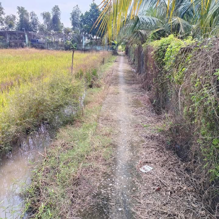 Đất lúa ấp 5 Nhựt Chánh 1006m² giá 650 triệu - Đầu tư sinh lời ngay!