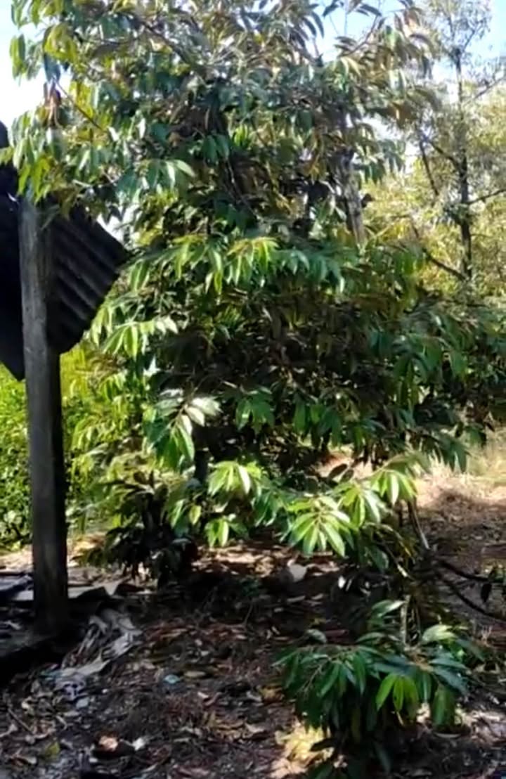 Đất nền thổ cư xã Mỹ Hiệp 1247m² giá 1.5 tỷ - Sổ hồng riêng, đầu tư sinh lời!