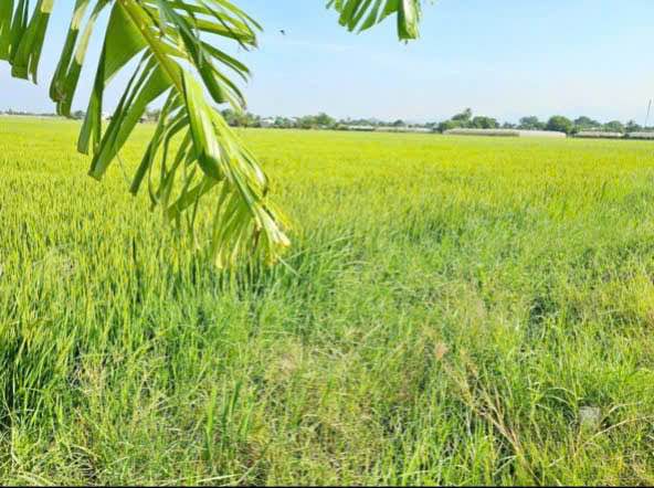 Đất ruộng 5 xào tại xã Phú Hòa, Tân Phú - Giá chỉ 650 triệu!