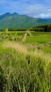 Đất Farm 1,7ha tại Ninh Thượng, Khánh Hòa - Giá chỉ 1 tỷ, sổ hồng trao tay!