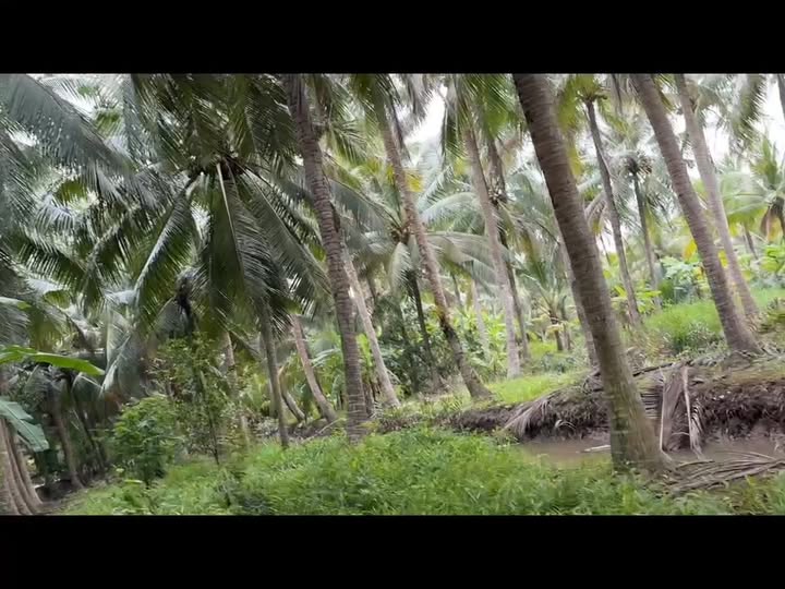 Đất vườn dừa 4600m² tại Tân Thành Bình Mỏ Cày Bắc - Giá chỉ 500 triệu!