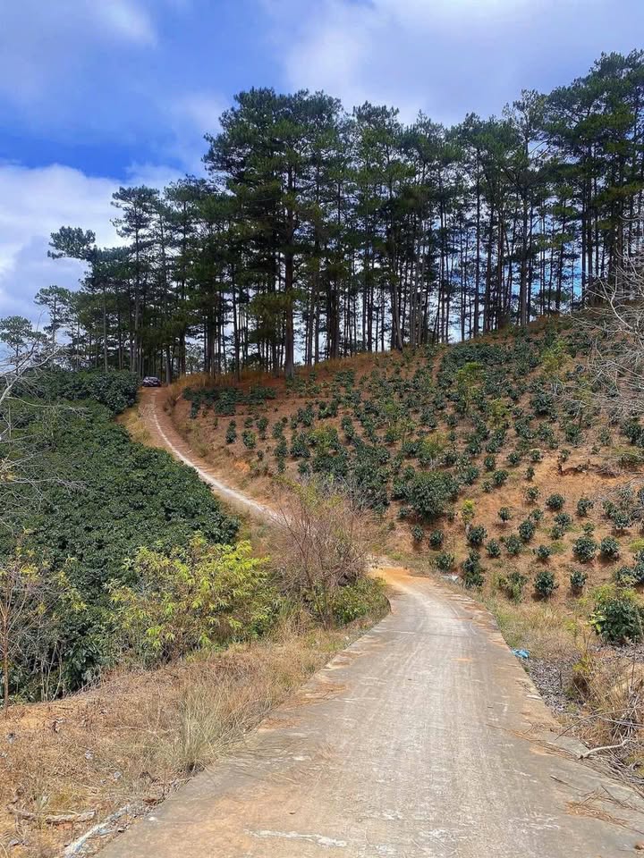 Đất nền Xuân Trường Đà Lạt 11.000m² giá 13.2 tỷ - Thế đất đẹp, thích hợp đầu tư!