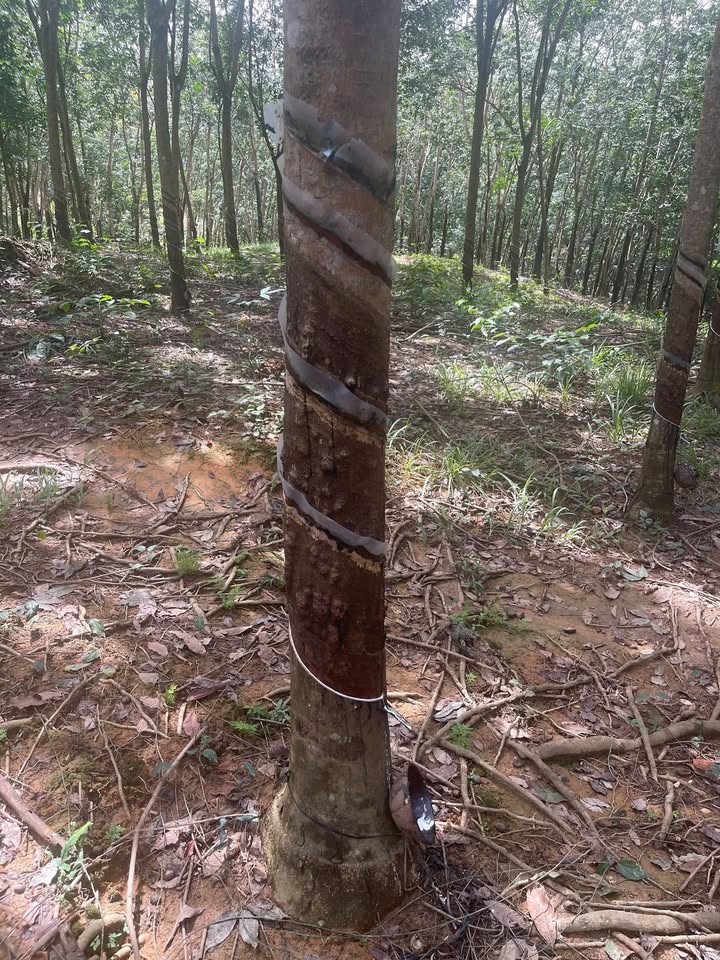 Đất nông nghiệp Phú Trung, Bình Phước 58.800m² - Giá chỉ 1 tỷ/hec, đầu tư sinh lời!