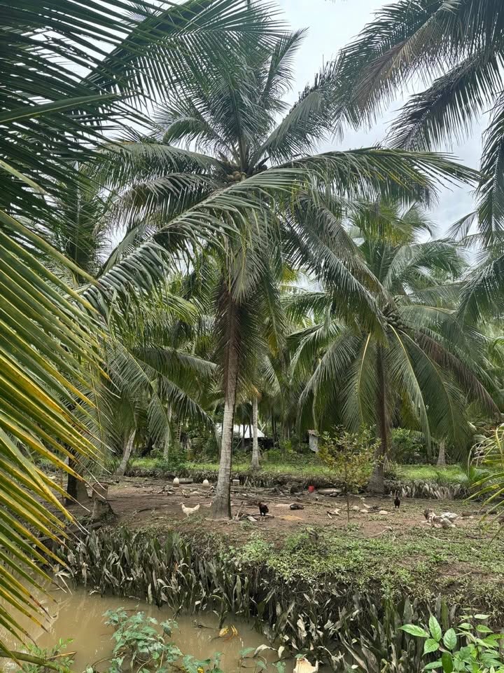 Đất vườn Phước Hiệp 4422m² giá 1.594 tỷ - Tiềm năng đầu tư lớn!