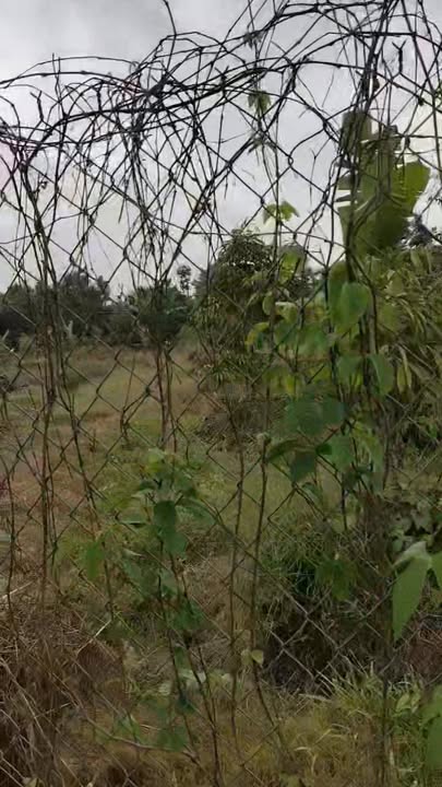 Đất vườn Hiệp Đức 2000m² giá 1.6 tỷ - Đầu tư sinh lời ngay!