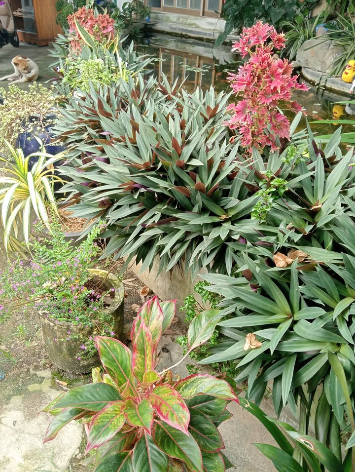 Đất trồng cây 2600m² phường Hàm Thắng, giá thỏa thuận - Đầu tư sinh lời ngay!