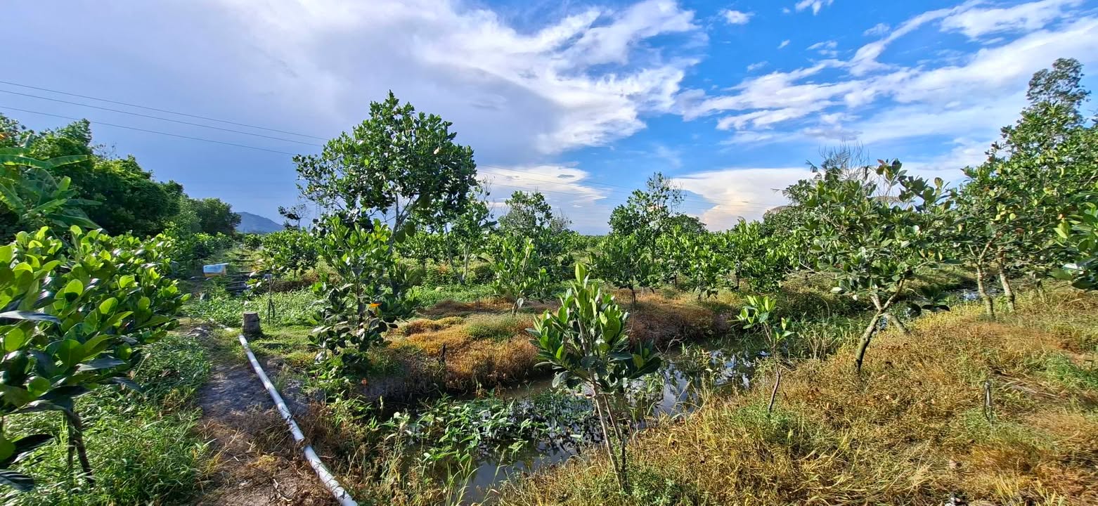 Đất làm nhà vườn/ nghỉ dưỡng tại Vĩnh Tế, Châu Đốc 13.000m² - Cơ hội đầu tư hấp dẫn!