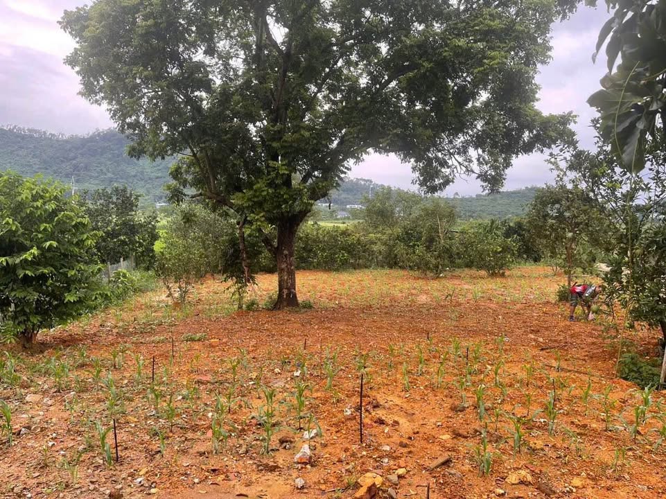 Đất nền 925m² xã Yên Bài, Ba Vì - Tiềm năng làm homestay tuyệt đẹp!