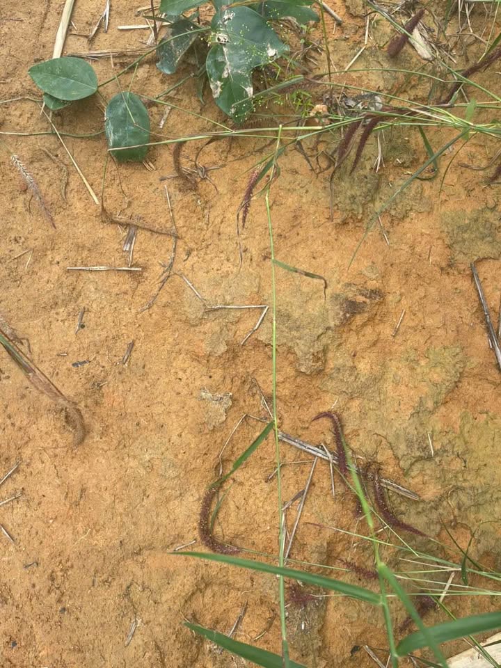 Đất nền 8000m² tại làng Dốch 2, Gia Lai - Giá thỏa thuận hấp dẫn!