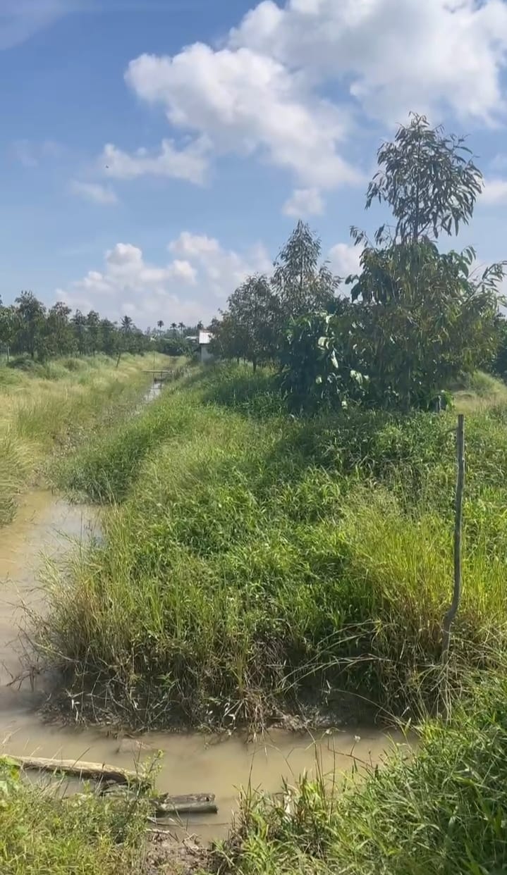 Farm Hậu Mỹ Phú, Cái Bè 60000m² giá 2.82 tỷ - Đất trồng cây lâu năm, sổ đỏ chính chủ!