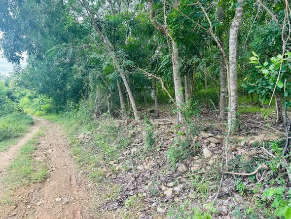 Đất Vườn Tại Phường Vĩnh Lương, Nha Trang 4100m² giá 2.132 tỷ - Mặt tiền đường ô tô chạy vào tận nơi!