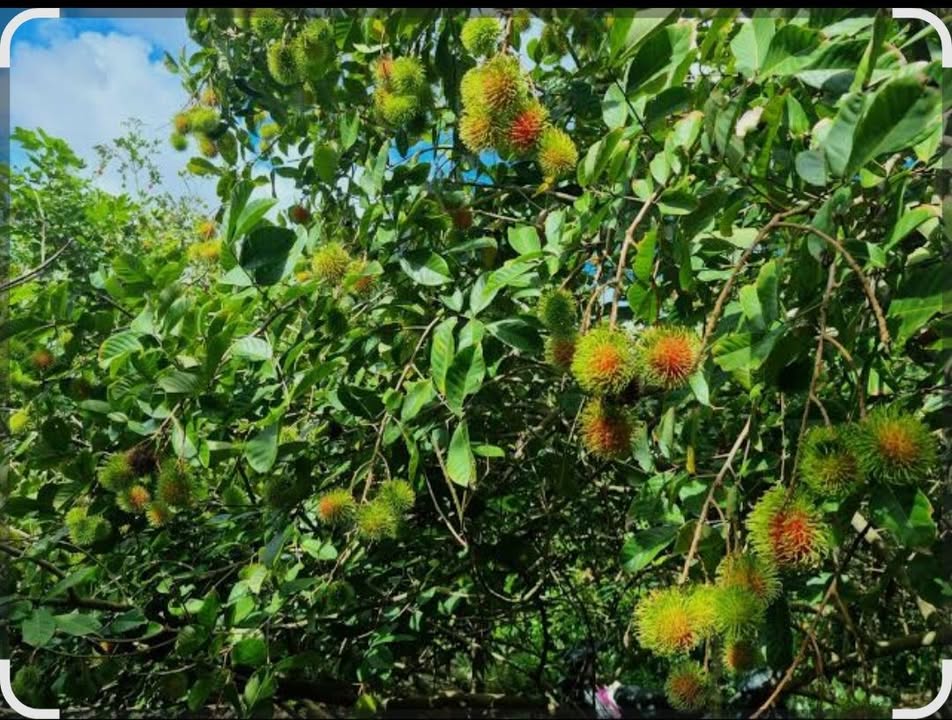 Đất nền 1 sào chôm chôm ấp 10, xã Xuân Tây, 800 triệu - Vị trí đẹp, đông dân cư!