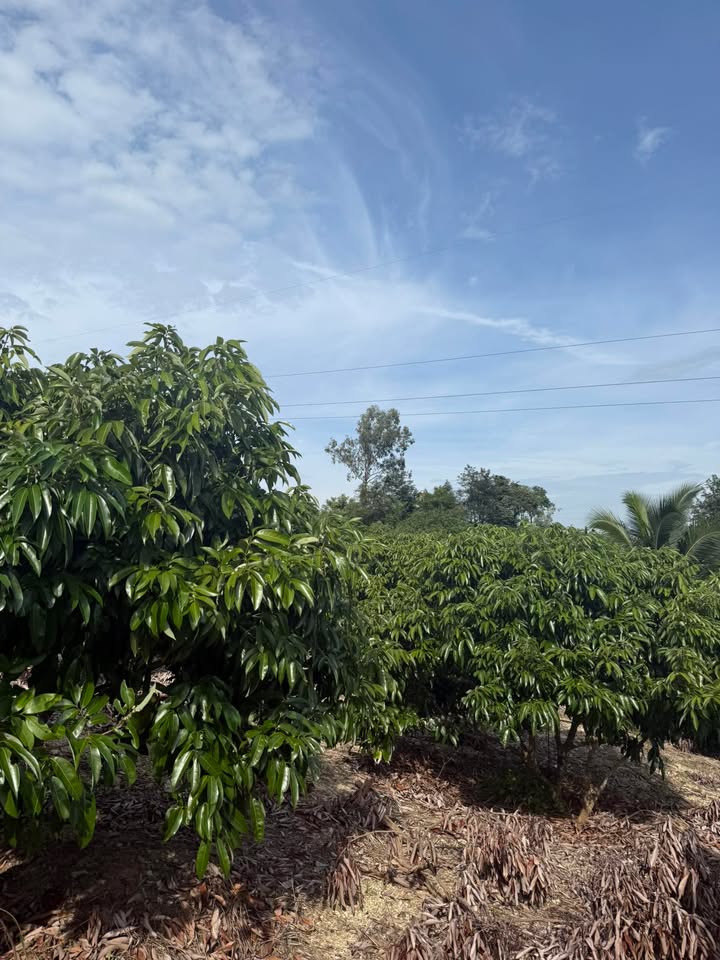 Đất nền Ea Knốp 10.000m² giá 950 triệu - Đầy đủ tiện ích sẵn sàng xây dựng!