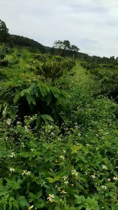 Đất 5 sào tại Quảng Hiệp, Cư M'gar 750 triệu - Vị trí đẹp, đường thuận tiện!