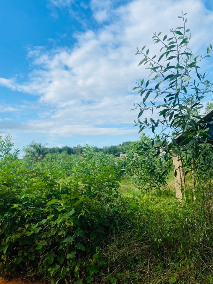 Đất Farm Phong Mỹ, Phong Điền 10,000m² - Giá tốt, sẵn nhà tạm!