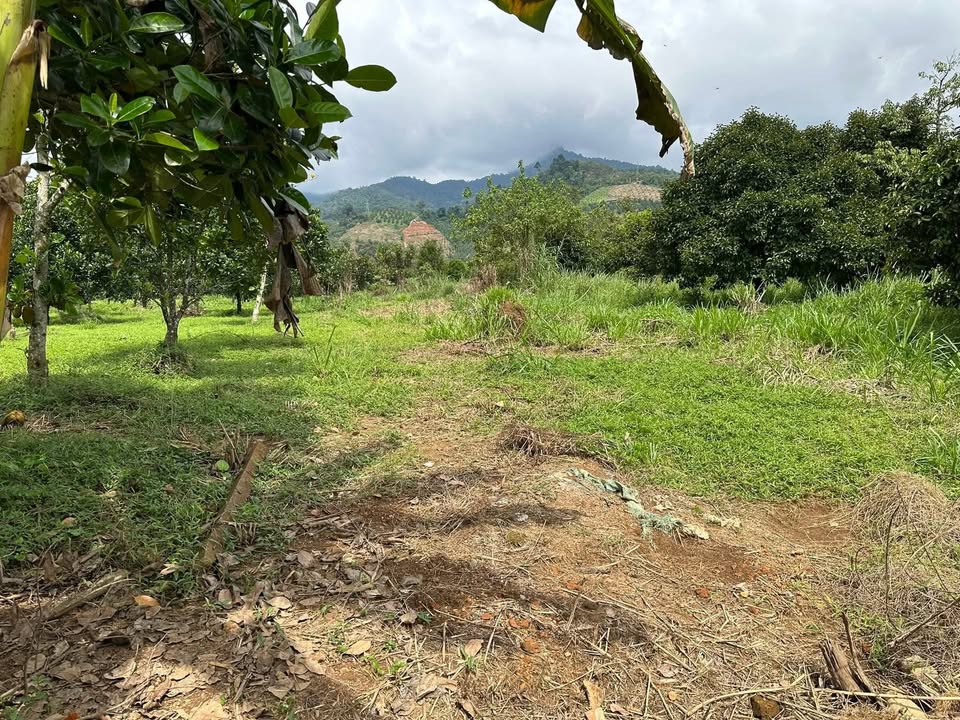 Đất nền 1350m² tại Đạ M'ri, Lâm Đồng - Mặt tiền đường lớn, giá chỉ 1.1 tỷ!