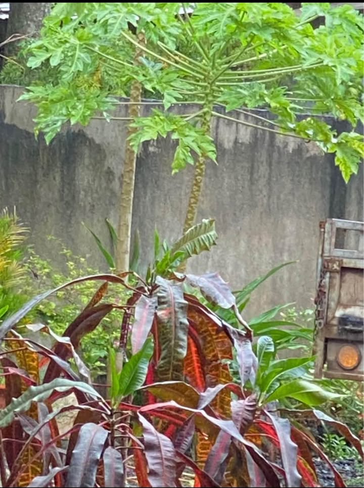 Nhà phố Thống Nhất 276m² giá 3.45 tỷ - Vị trí kinh doanh thuận lợi!