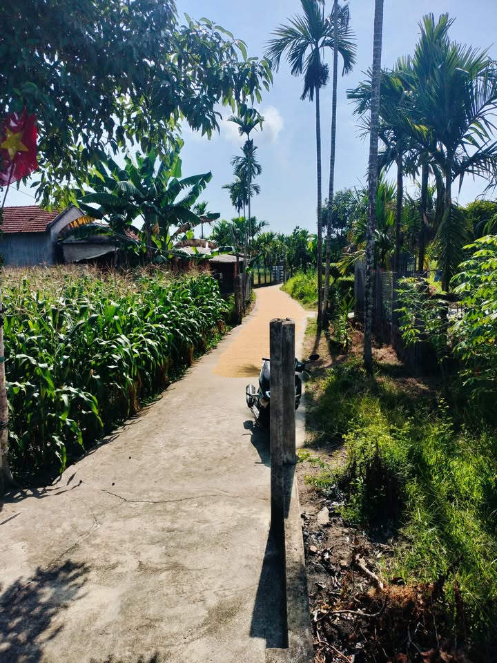 Đất vườn Mỏ Cày 850m² chỉ 1.3 tỷ - Sẵn sàng cho thu hoạch!