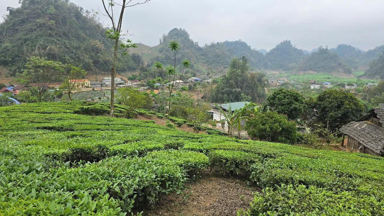 Đất nền Vân Sơn Mộc Châu 1000m² - Cơ hội đầu tư phát triển du lịch!