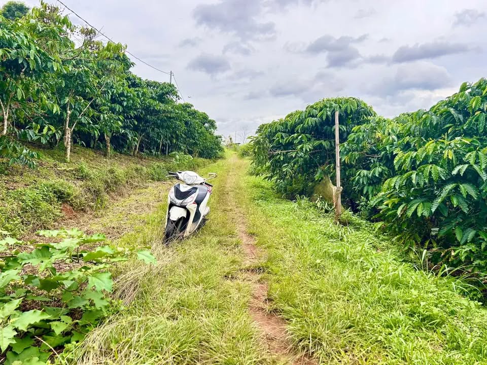 Đất vườn Lộc Tân 1000m² giá 1.1 tỷ - Đường ô tô, gần suối