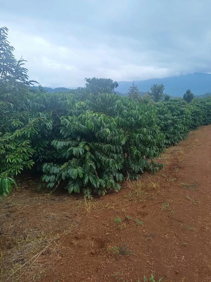 Đất nền Đinh Trang Thượng - Di Linh 24,000m² giá 7 tỷ - Cơ hội đầu tư hấp dẫn!