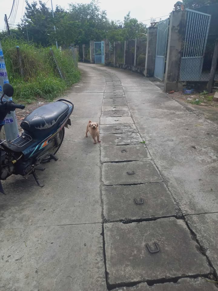 Đất thổ cư 200m² tại xã Long Điền, Bà Rịa - Vũng Tàu giá 1 tỷ - Cơ hội đầu tư hấp dẫn!