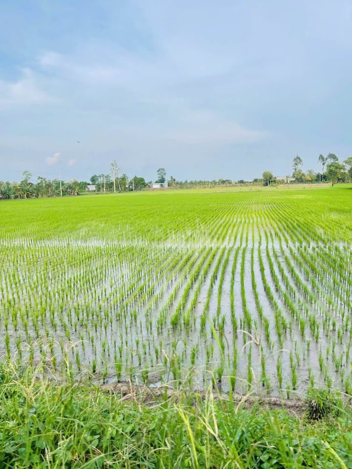 Đất nông nghiệp Tân Nghĩa, Cao Lãnh 846.400m² giá 253.8 triệu - Đầu tư sinh lời ngay!