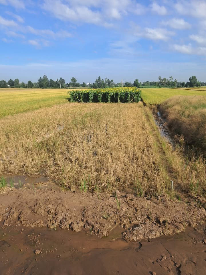 Đất mặt tiền tỉnh lộ 864, Gò Công Tây 252m² giá 530 triệu - Thương lượng linh hoạt!