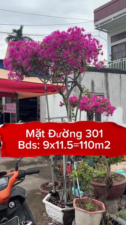 Đất nền An Trường, Hải Phòng 110m² - Mặt tiền siêu rộng, phong thủy tốt!