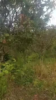 Cho thuê vườn điều 1ha tại Ia Púch, Chư Prông - Giá chỉ 8 triệu/năm!