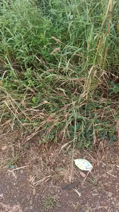 Đất nền xã Đê Ar - Mang Yang 6000m² giá 1.5 tỷ - Cơ hội đầu tư sinh lời!