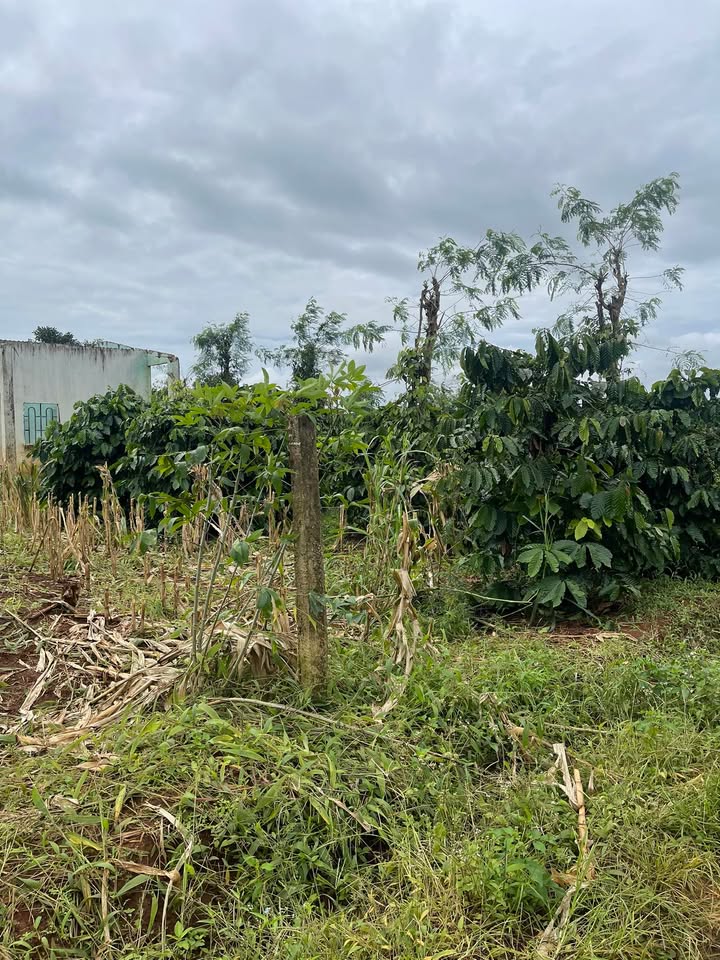 Đất nền 420m² Bờ Ngoong, Chư Sê chỉ 270 triệu - Sổ đỏ chính chủ ngay!