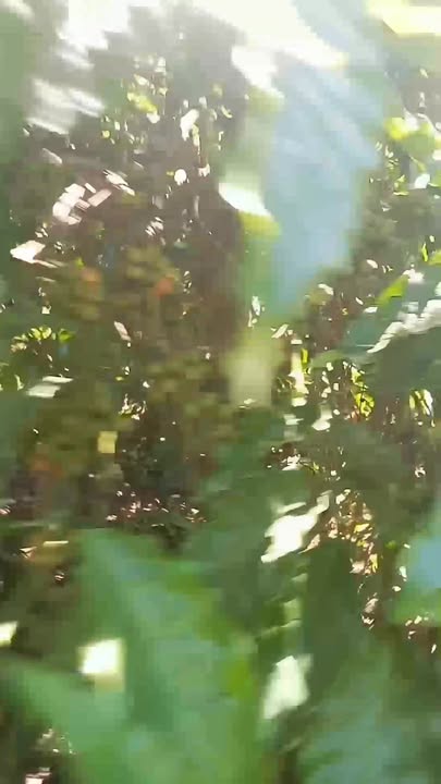 Cho thuê Farm 180 cây cà phê tại xã Al Bá, giá 165 triệu/năm - Đầu tư sinh lời ngay!